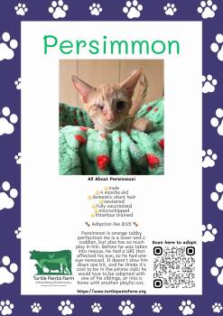 Persimmon -  Domestic Short Hair Cat for Adoption in Pittsboro, North Carolina - Persimmon | PetCurious