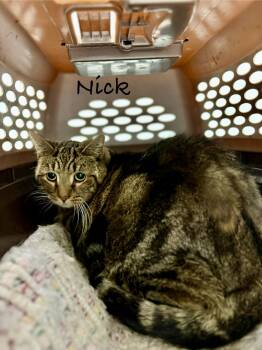 Rescue Domestic Short Hair Cats for Adoption in Clymer, Pennsylvania - Nick | PetCurious