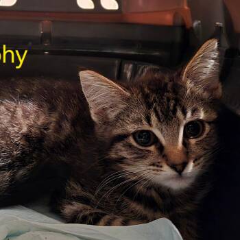 Murphy -  Domestic Short Hair Cat for Adoption in Grantsville, Utah - Murphy | PetCurious