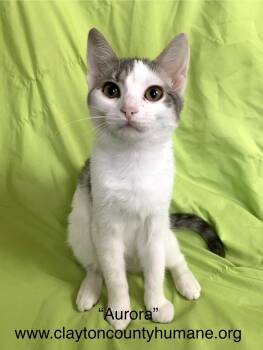 Rescue Domestic Short Hair Cats for Adoption in Jonesboro, Georgia - Aurora | PetCurious