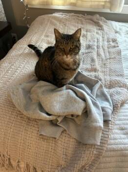 Rescue Domestic Short Hair Cats for Adoption in Knoxville, Tennessee - Minnie Mouse | PetCurious