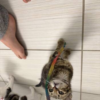 Rascal -  Domestic Short Hair Cat for Adoption in Denver, Colorado - Rascal | PetCurious