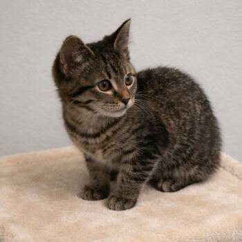 Tabby and Abyssinian Cats Available for Adoption - Maci | PetCurious