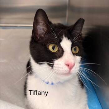 Domestic Short Hair Cats Available for Adoption in Westhampton, New York - Tiffany | PetCurious