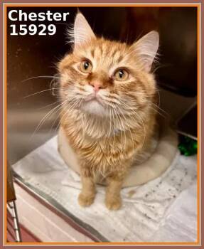 Domestic Medium Hair and Tabby Cats Available for Adoption - CHESTER | PetCurious