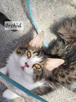 Orchid -  Domestic Long Hair Cat for Adoption in Ellijay, Georgia - Orchid | PetCurious
