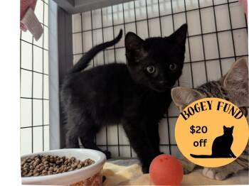 Rescue Domestic Short Hair Cats for Adoption in Santa Cruz, California - TURKEY* | PetCurious