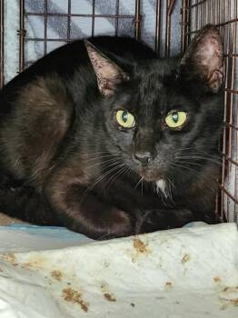 Domestic Short Hair Cats Available for Adoption in San Antonio, Texas - V26-1142 | PetCurious
