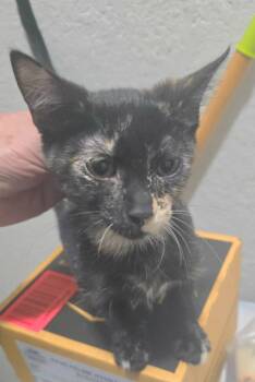 Jinxie -  Domestic Short Hair Cat for Adoption in New Braunfels, Texas - Jinxie | PetCurious