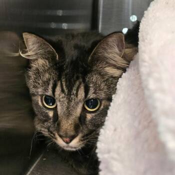 Thor -  Domestic Medium Hair Cat for Adoption in Denver, Colorado - Thor | PetCurious