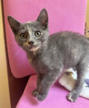 Isla -  Domestic Short Hair Cat for Adoption - Isla | PetCurious