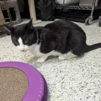 Fonzie -  Domestic Short Hair Cat Available for Adoption in Cape Saint Claire, Maryland - Fonzie | PetCurious
