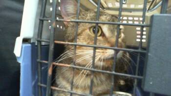 A1268753 -  Domestic Short Hair Cat for Adoption in Charlotte, North Carolina - A1268753 | PetCurious
