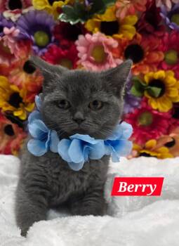 Rescue Scottish Fold Cats for Adoption in Glmn Hot Spgs, California - Berry | PetCurious