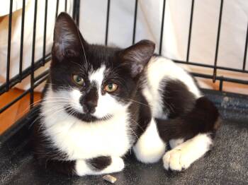 Rescue Domestic Short Hair Cats for Adoption in South Orange Village, New Jersey - Smile! | PetCurious