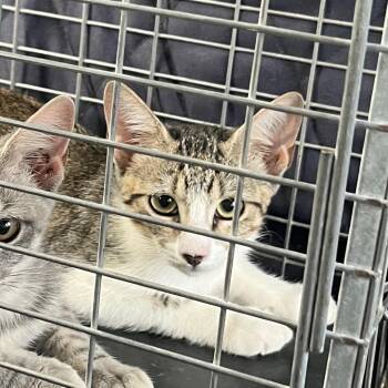 Grace -  Domestic Short Hair Cat for Adoption in Lake Jackson, Texas - Grace | PetCurious
