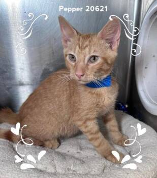 Cheeto(650) -  Domestic Short Hair Cat for Adoption in Marietta, Georgia - Cheeto(650) | PetCurious