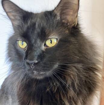 Sam -  Domestic Long Hair Cat for Adoption in Minneapolis, Minnesota - Sam | PetCurious