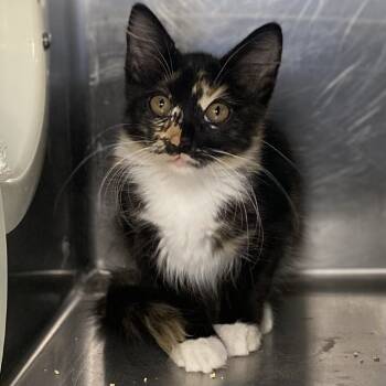 Rescue Domestic Short Hair Cats for Adoption in Palm Springs, California - Shego | PetCurious