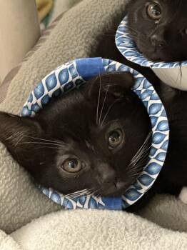 Domestic Short Hair Cats Available for Adoption in Alexandria, Virginia - Peach | PetCurious