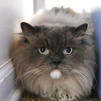 Gnocchi -  Himalayan and Persian Cat Available for Adoption in Fairhope, Alabama - Gnocchi | PetCurious
