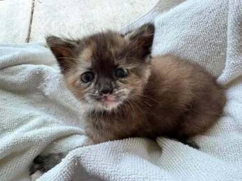 Spicy Meatball Baby Torti King -  Domestic Short Hair Cat for Adoption in West Peoria, Illinois - Spicy Meatball Baby Torti King | PetCurious