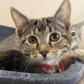 Joy (26-3C-5) -  Domestic Short Hair Cat for Adoption in Rifle, Colorado - Joy (26-3C-5) | PetCurious