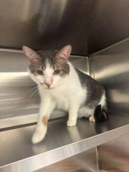 Domestic Short Hair Cats Available for Adoption in Hilton Head Island, South Carolina - Oliver | PetCurious