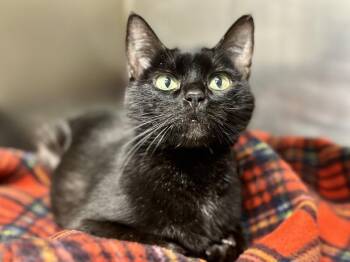 Domestic Short Hair Cats Available for Adoption - Destiny | PetCurious