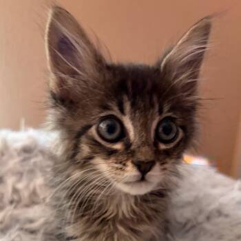 Howie Dorough -  Domestic Medium Hair Cat for Adoption in Las Vegas, Nevada - Howie Dorough | PetCurious