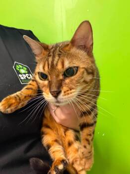 Eva -  Bengal Cat for Adoption in Delson, Quebec - Eva | PetCurious