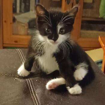Domestic Short Hair Cats Available for Adoption in Washington, District Of Columbia - S Litter - Simon | PetCurious