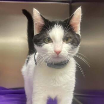 Fable -  Domestic Short Hair Cat for Adoption in Wyandotte, Michigan - Fable | PetCurious