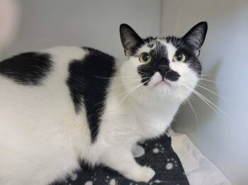 Lucie -  Domestic Short Hair Cat for Adoption in Delson, Quebec - Lucie | PetCurious