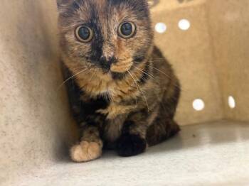 Butterball -  Domestic Short Hair Cat for Adoption in Fruit Heights, Utah - Butterball | PetCurious