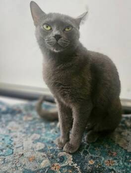 Rescue Russian Blue Cats for Adoption in Hartsville, South Carolina - Purcilla | PetCurious