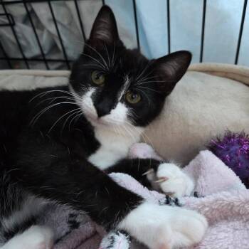 Domestic Short Hair Cats Available for Adoption - Willie (bonded To Aidan) | PetCurious