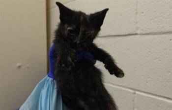 AZULA -  Domestic Short Hair Cat for Adoption in Santa Fe, New Mexico - AZULA | PetCurious
