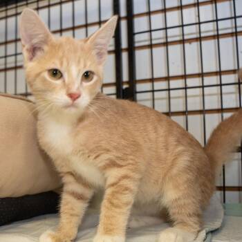 Wilson -  Domestic Short Hair Cat for Adoption in Pawling, New York - Wilson | PetCurious