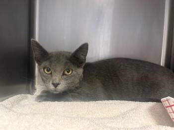CLOUDY* -  Domestic Short Hair Cat for Adoption in Santa Cruz, California - CLOUDY* | PetCurious