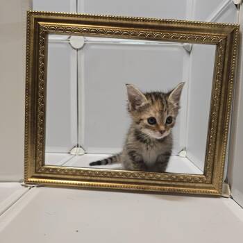 Domestic Medium Hair Cats Available for Adoption in Quinton, Alabama - Vyvanse | PetCurious