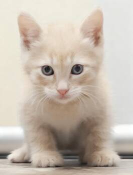 Domestic Short Hair Cats Available for Adoption in Cottonwood, Arizona - Rusty | PetCurious