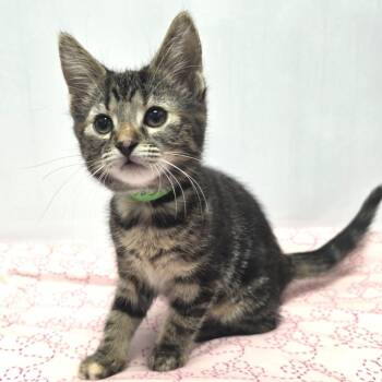 Tigress -  Domestic Short Hair Cat Available for Adoption in Fort Wayne, Indiana - Tigress | PetCurious