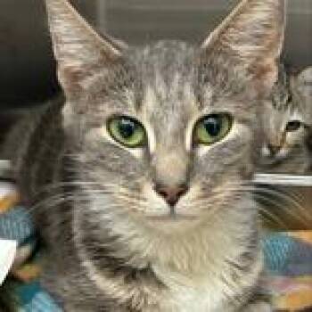 Domestic Short Hair Cats Available for Adoption in Lansing, Michigan - Angel | PetCurious
