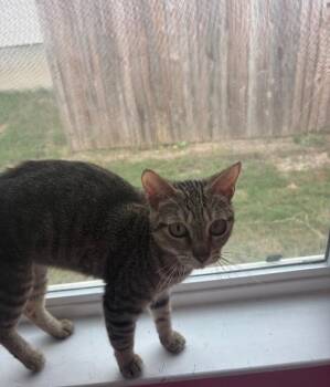 Ariana -  Tabby Cat for Adoption in San Antonio, Texas - Ariana | PetCurious