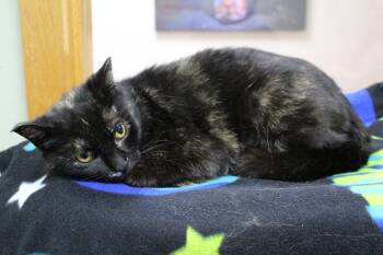 Tortoiseshell Cats Available for Adoption in Portage, Wisconsin - Kaleido | PetCurious