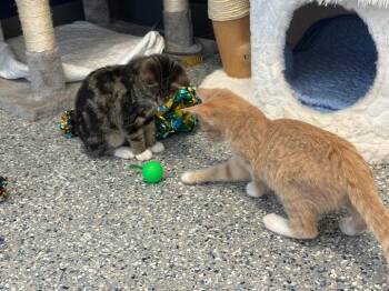 JORDAN -  Domestic Short Hair Cat for Adoption in Athens, Alabama - JORDAN | PetCurious