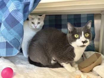 Thomas -  Domestic Short Hair Cat for Adoption in Kansas City, Missouri - Thomas | PetCurious
