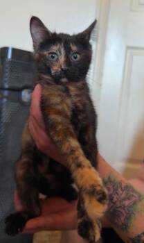 Turkey -  Domestic Short Hair Cat for Adoption in Millcreek, Utah - Turkey | PetCurious