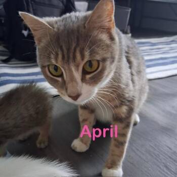 Domestic Short Hair Cats Available for Adoption in New Bern, North Carolina - APRIL Mom | PetCurious
